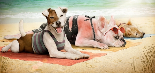 Photograph Jennifer Taylor Jeff Tucker Paper Dog Days Of Summer on One Eyeland